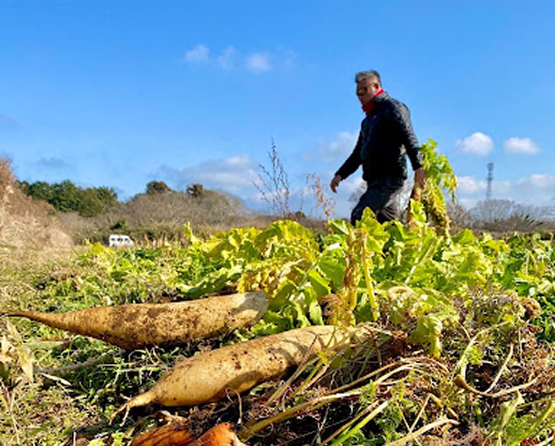 畑で収穫したばかりの人参と大根と、その後ろに収穫作業をしている人が映った写真