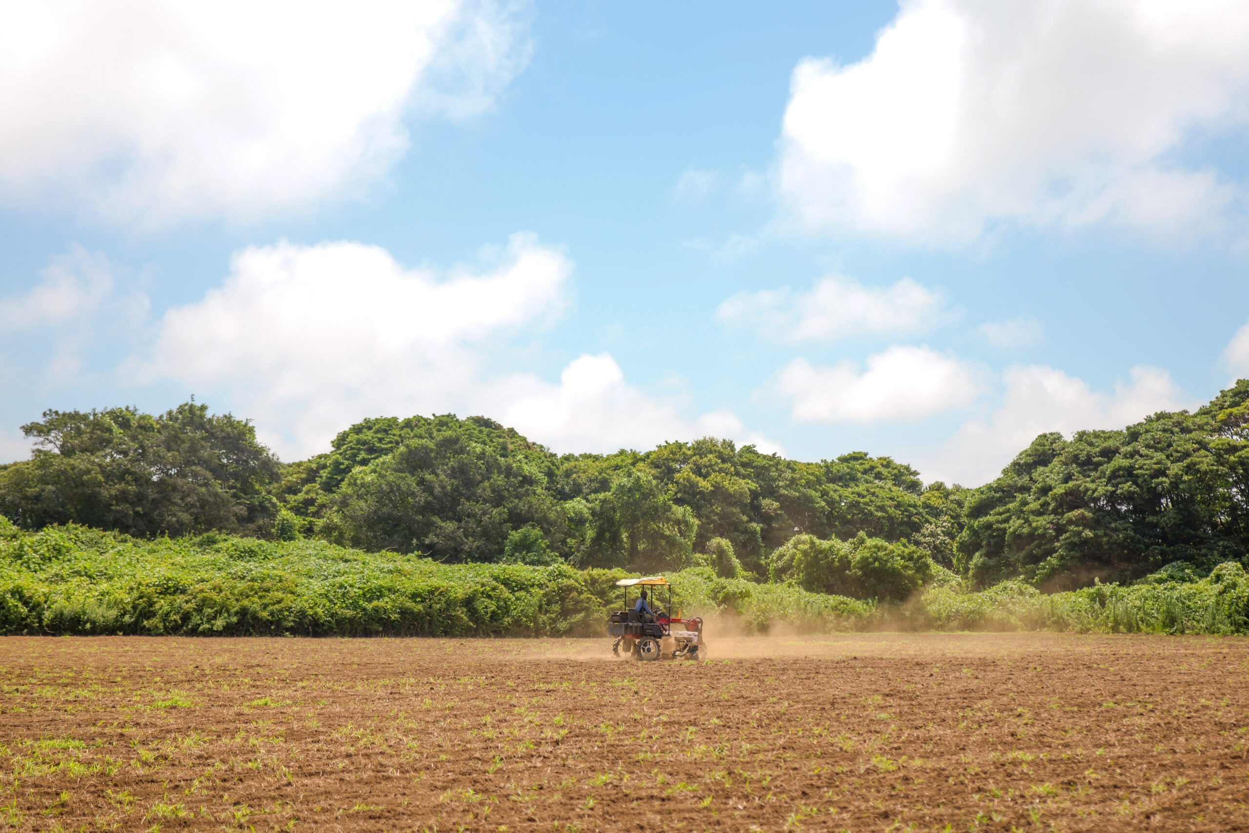 Heirloom Japanese barley seed and the fields where it is grown