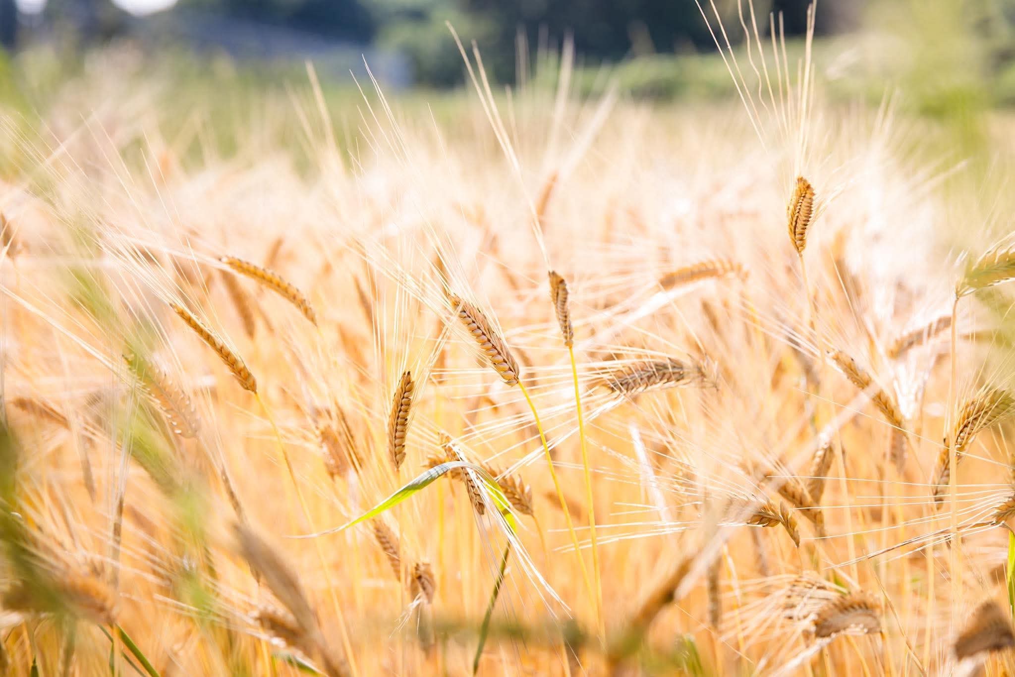 Barley fields cultivated by Kashima Paradise in Kashima, Ibaraki, Japan